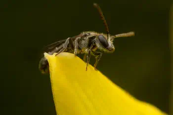 Furrow Bees