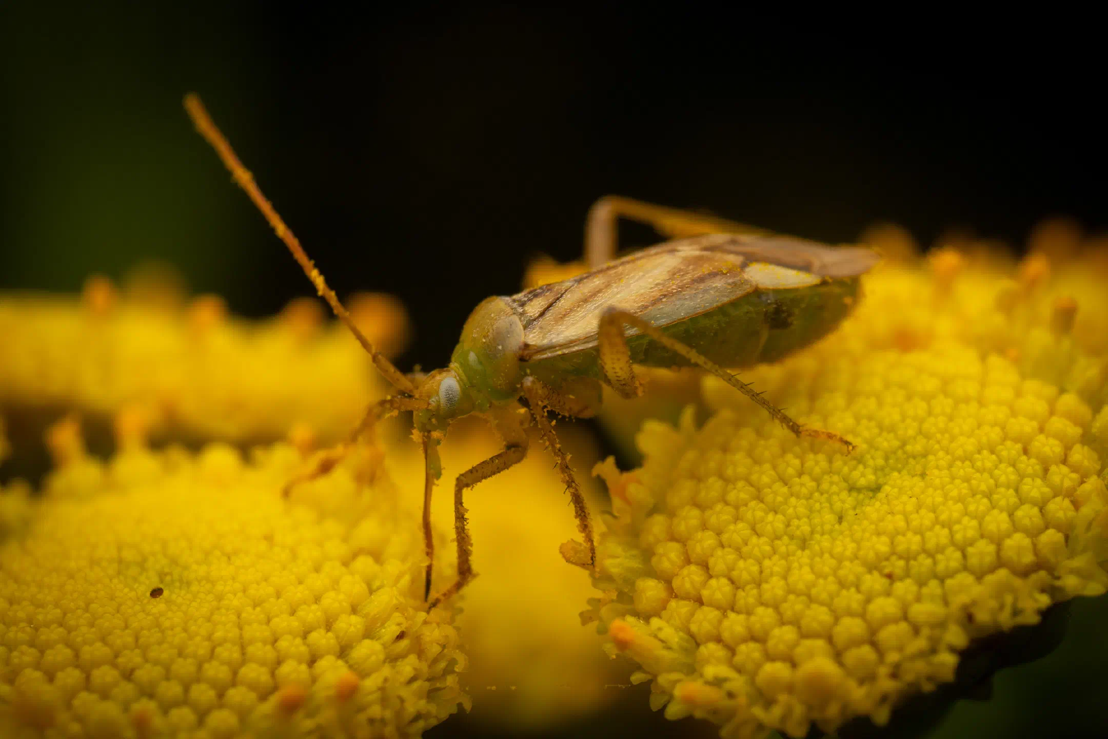 Alfalfa Plant Bug | Alfalfa Plant Bug