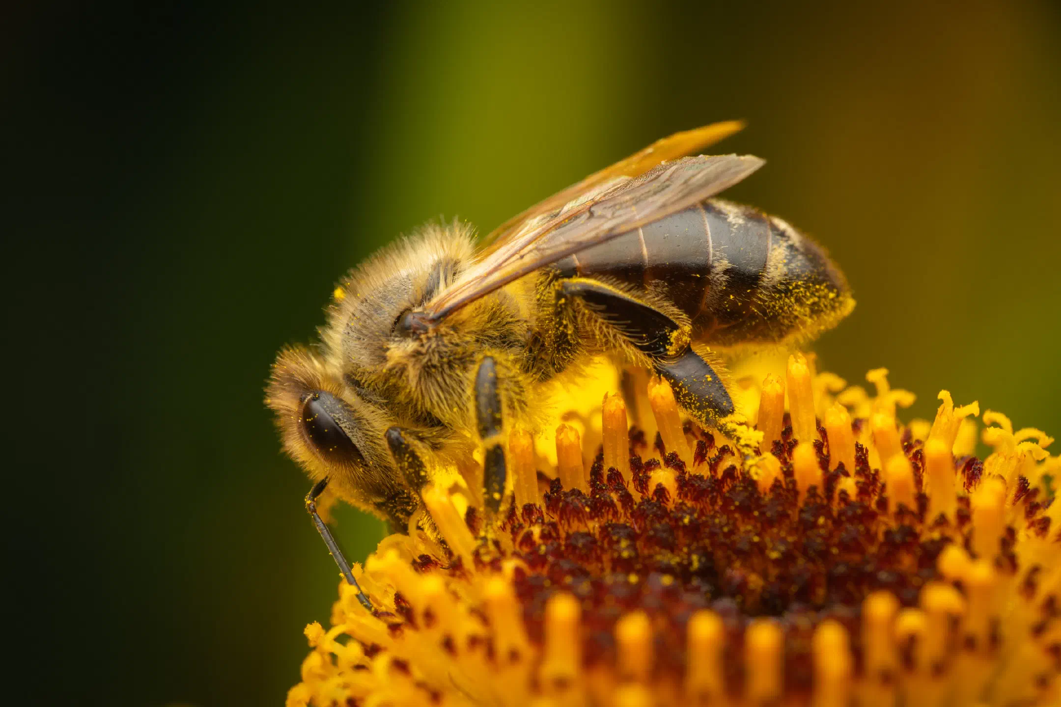 Western Honey Bee | Western Honey Bee