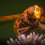 hornet mimic hoverfly