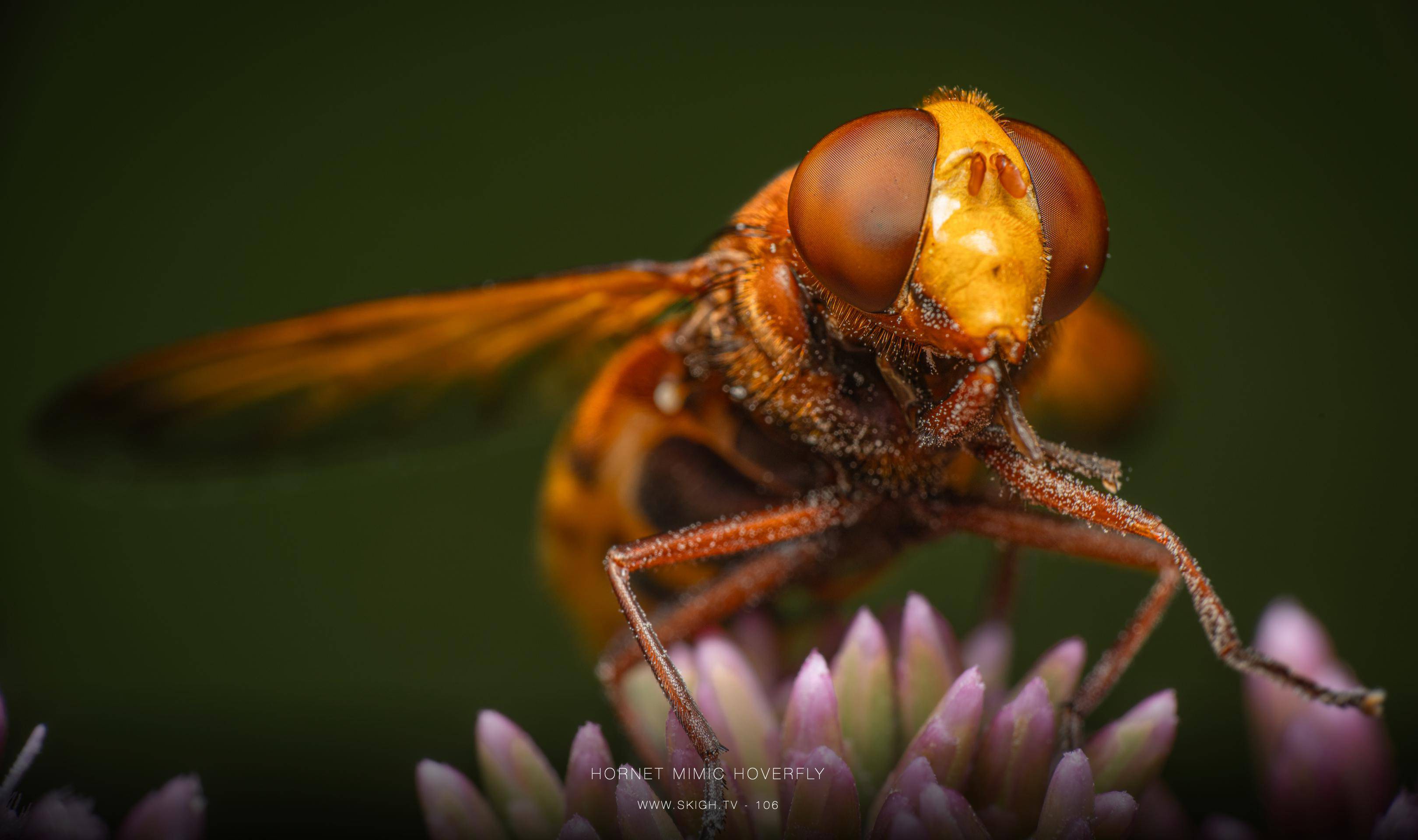 hornet mimic hoverfly