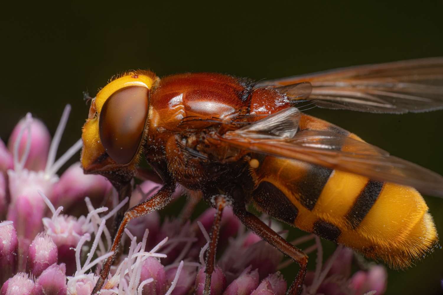 hornet mimic hoverfly