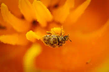 Varied Carpet Beetle