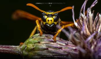 European paper wasp