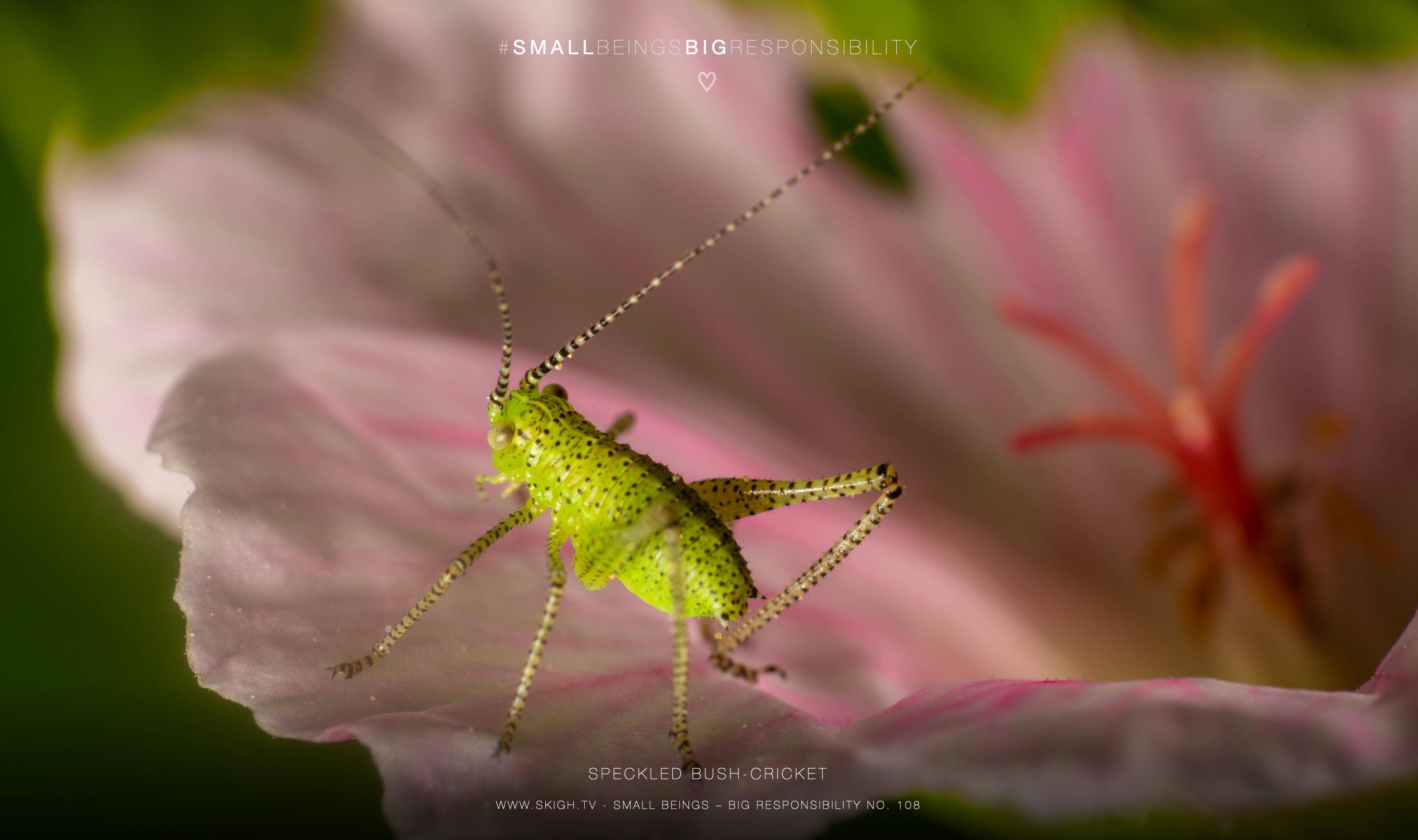 speckled bush-cricket