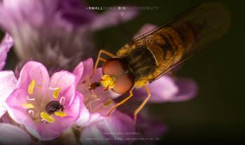 marmalade hoverfly