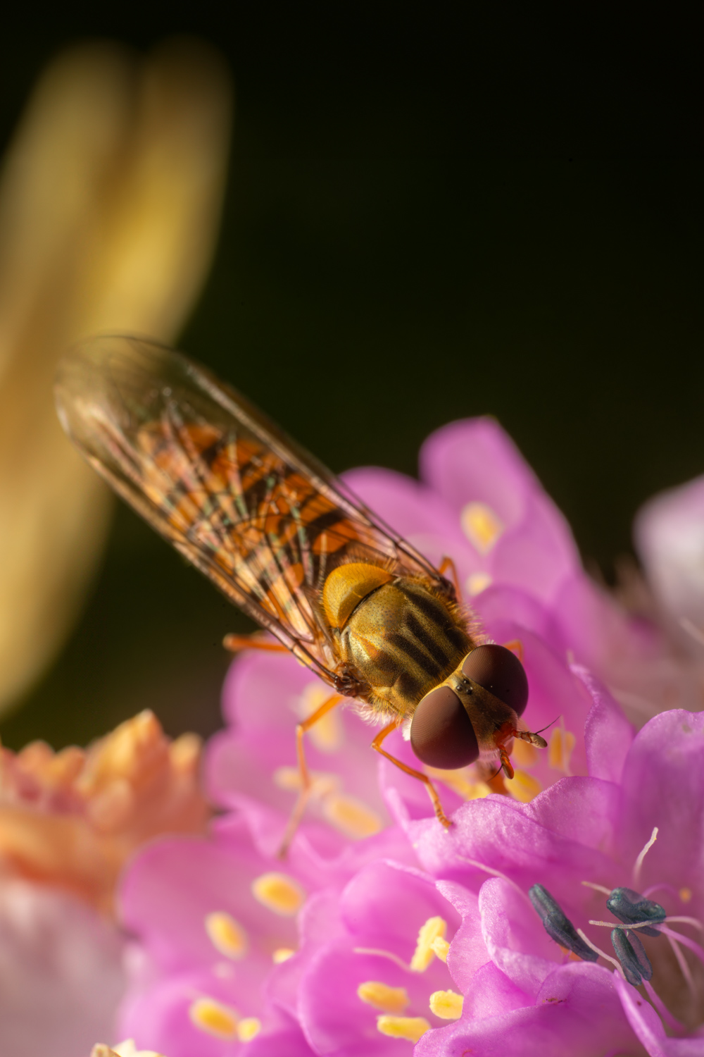 marmalade hoverfly