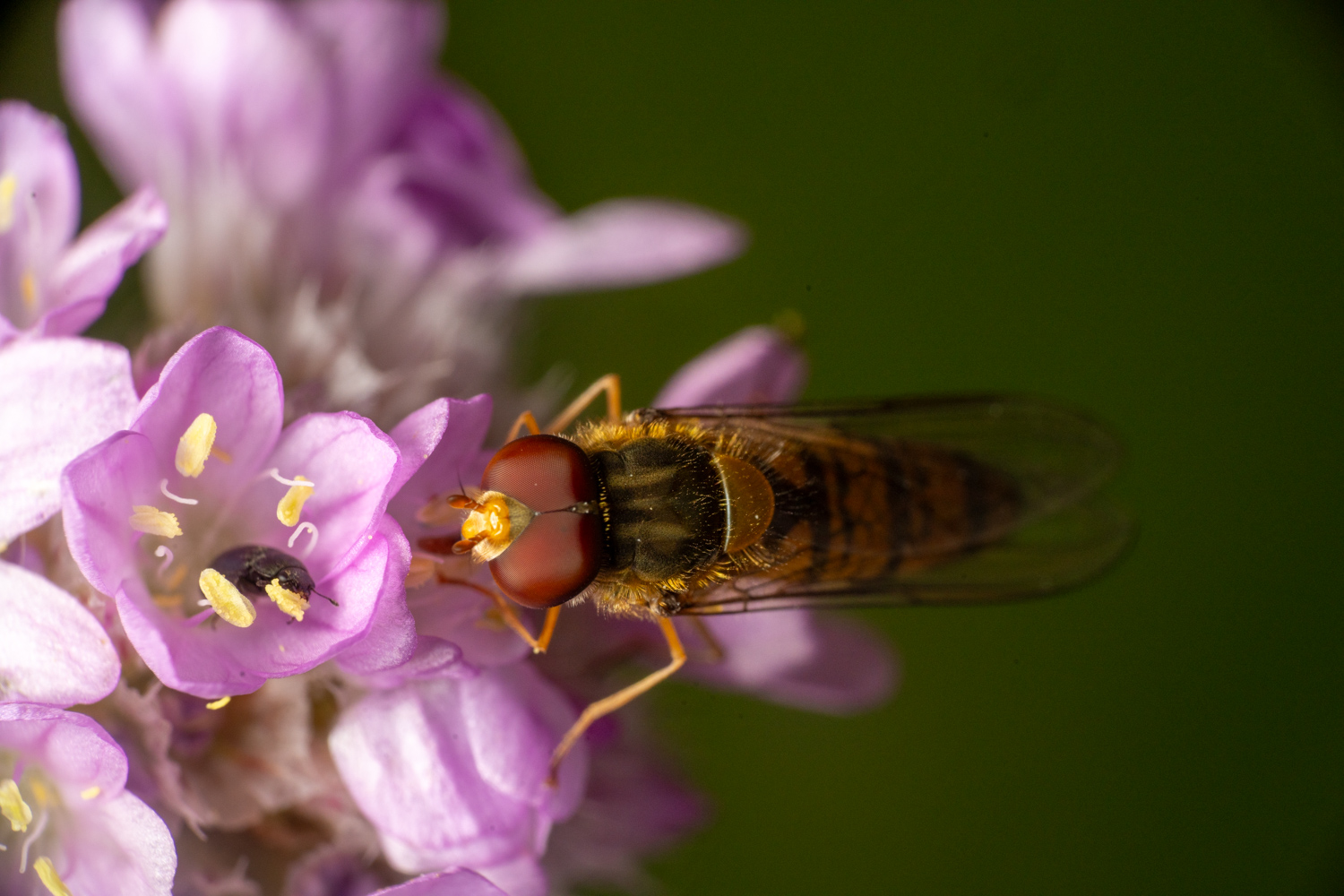 marmalade hoverfly