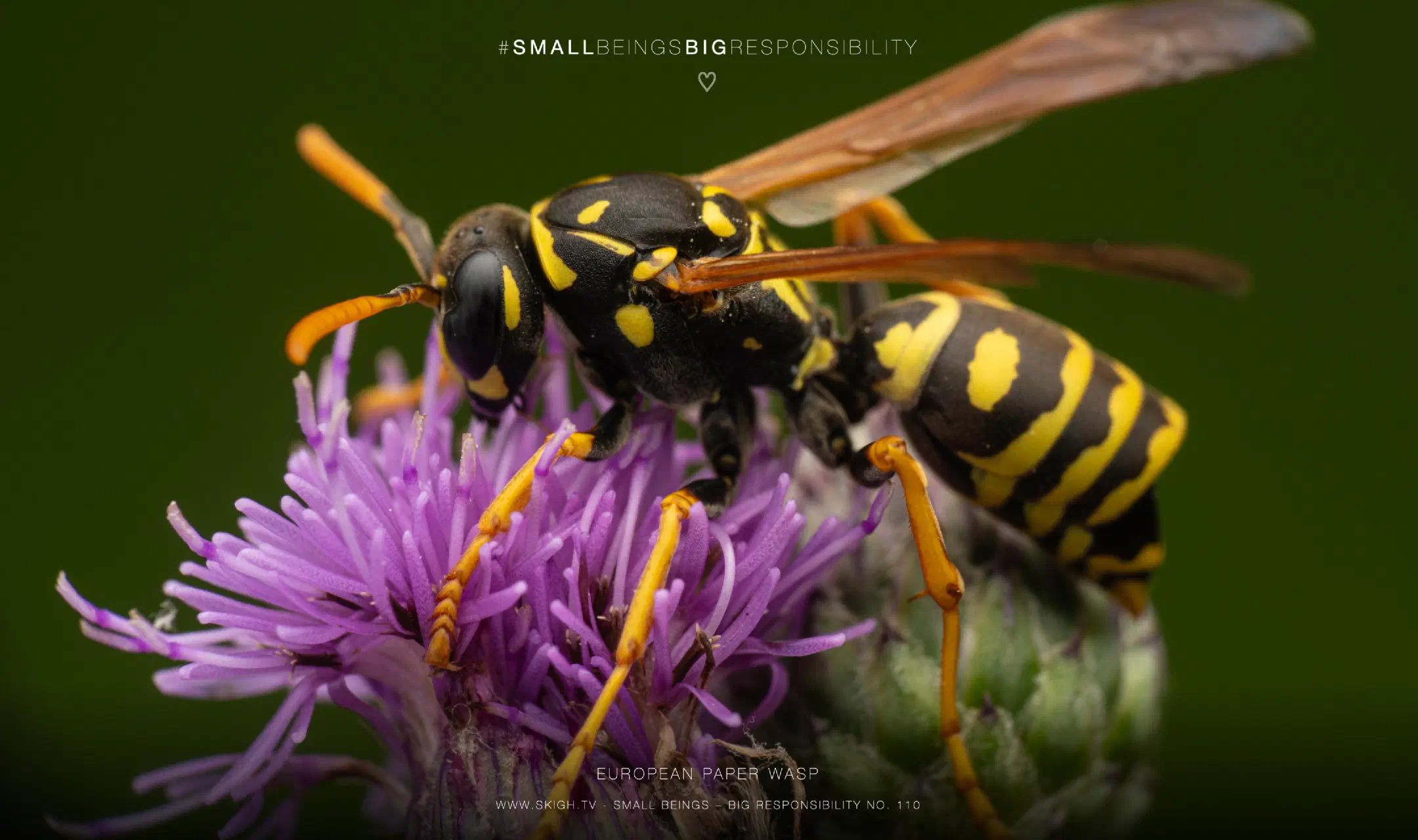 European paper wasp
