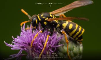 European paper wasp