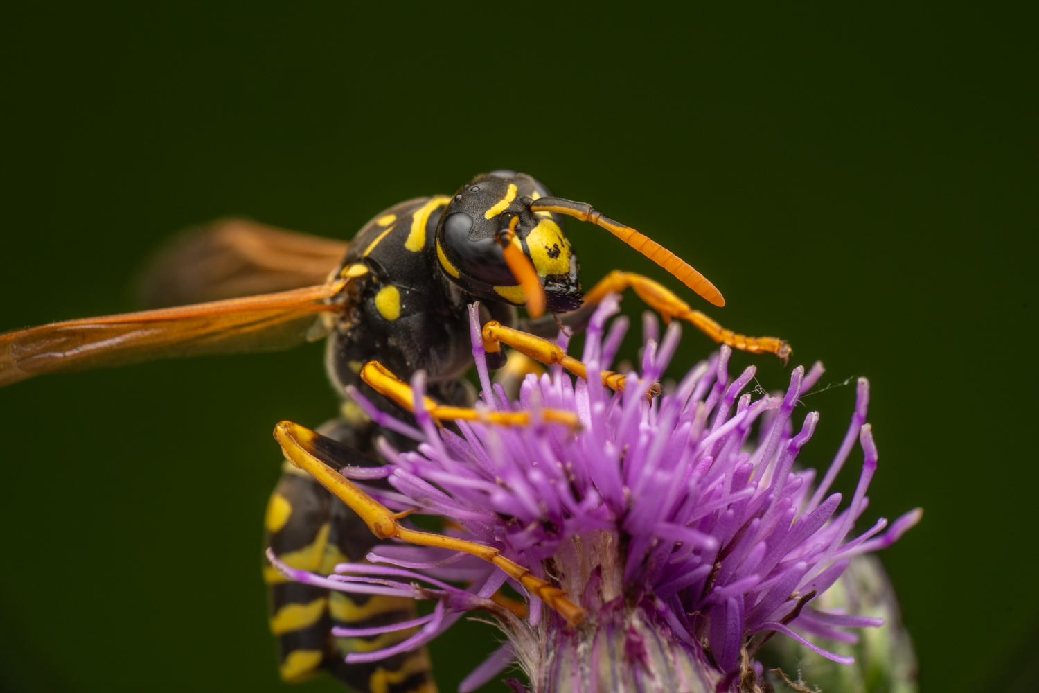 European paper wasp