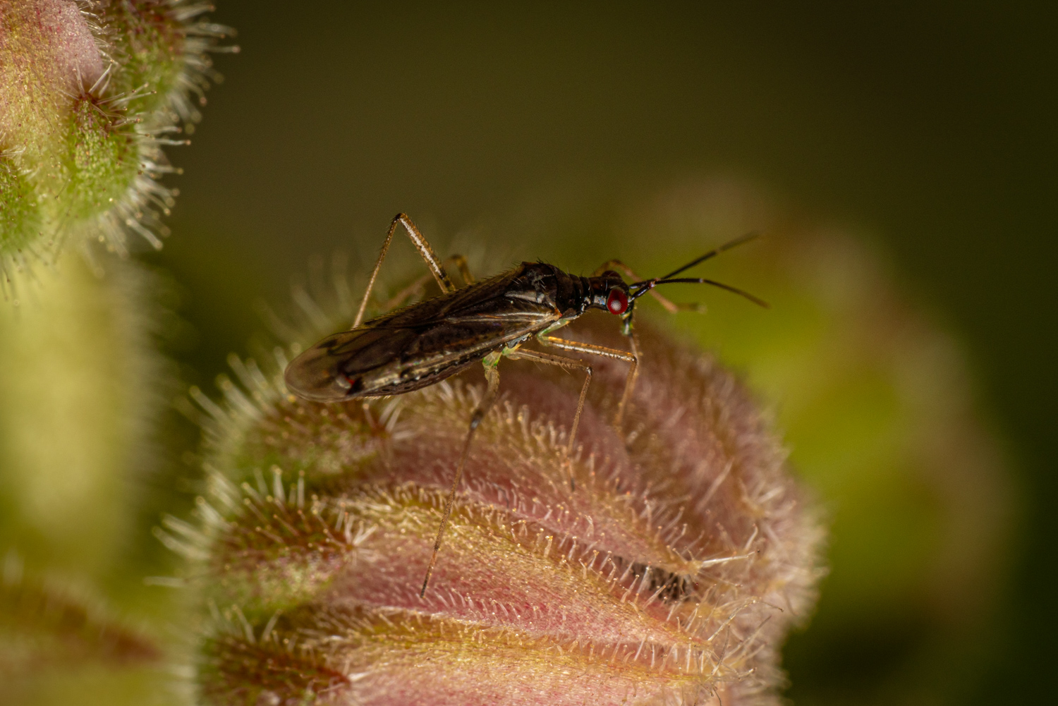 Dicyphus errans