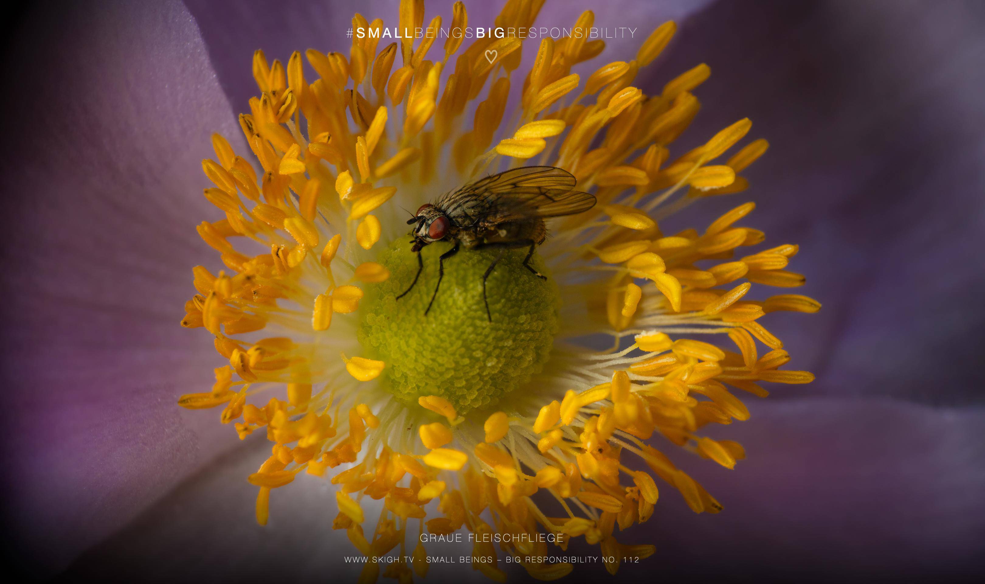 Graue Fleischfliege | 1/250s * f13 * ISO 400 * 90mm - FE 90mm F2.8 Macro G OSS - Sony α7R V Graue Fleischfliege