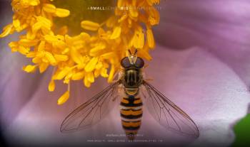 marmalade hoverfly