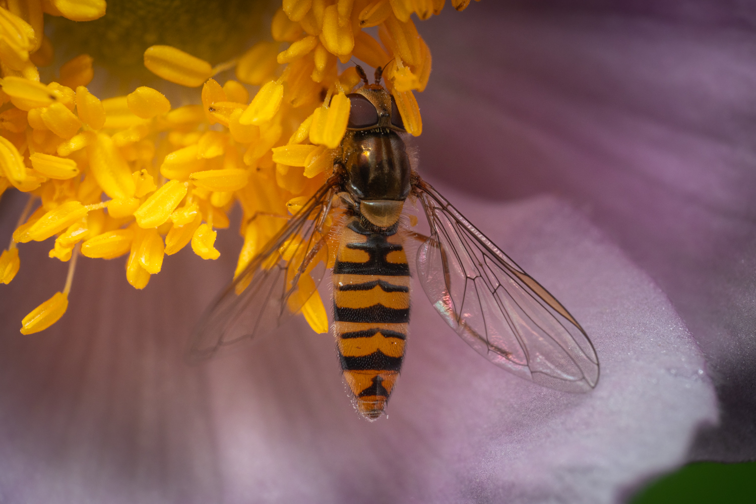 marmalade hoverfly