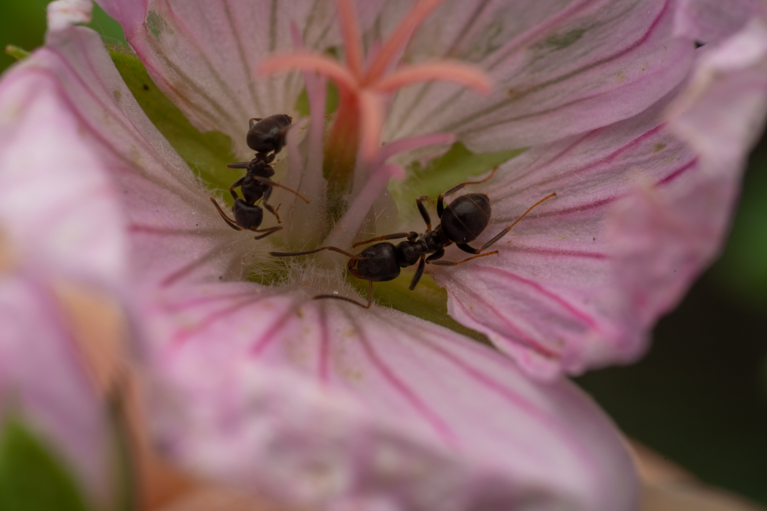 black garden ant