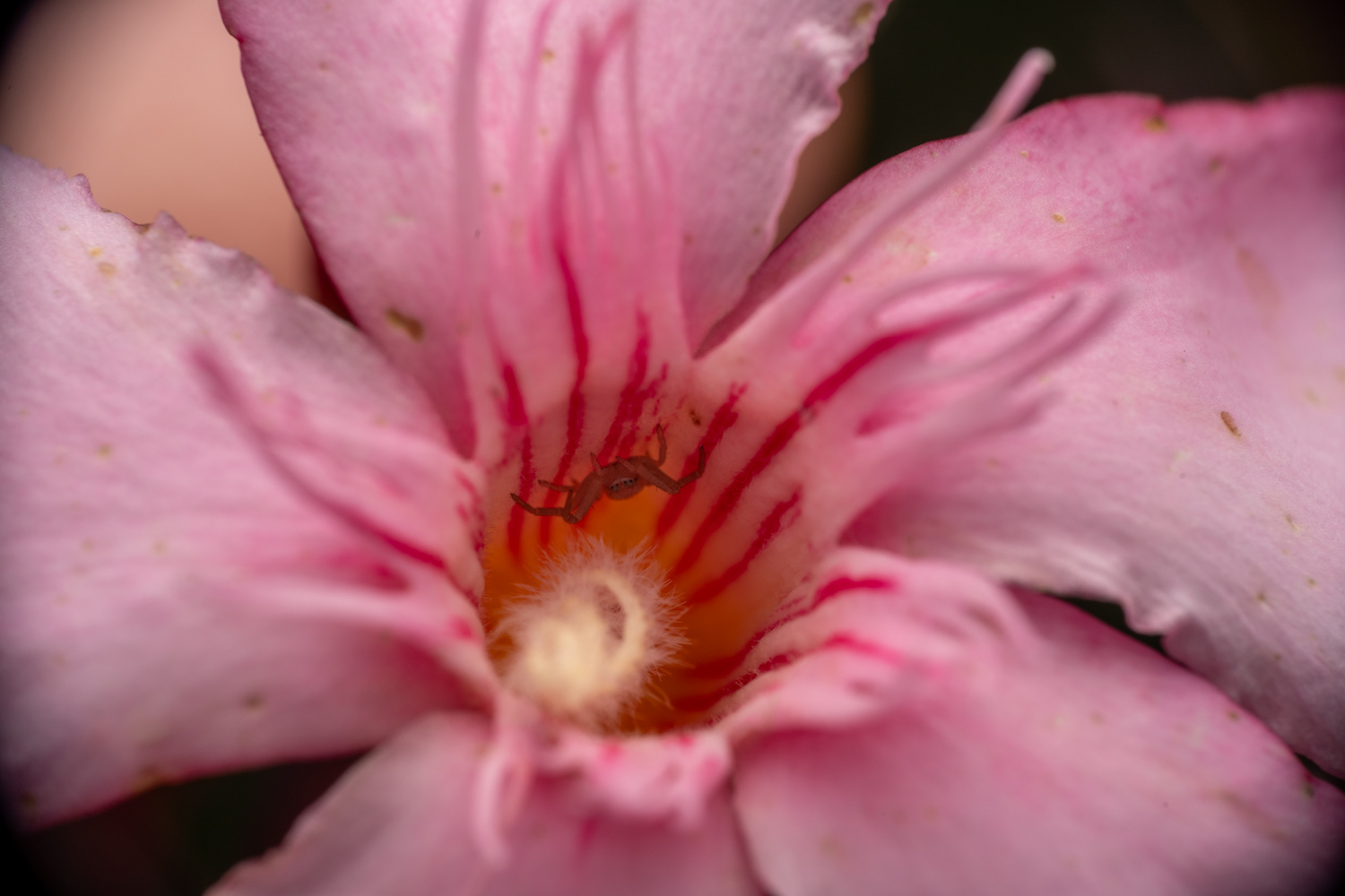 flower crab spider