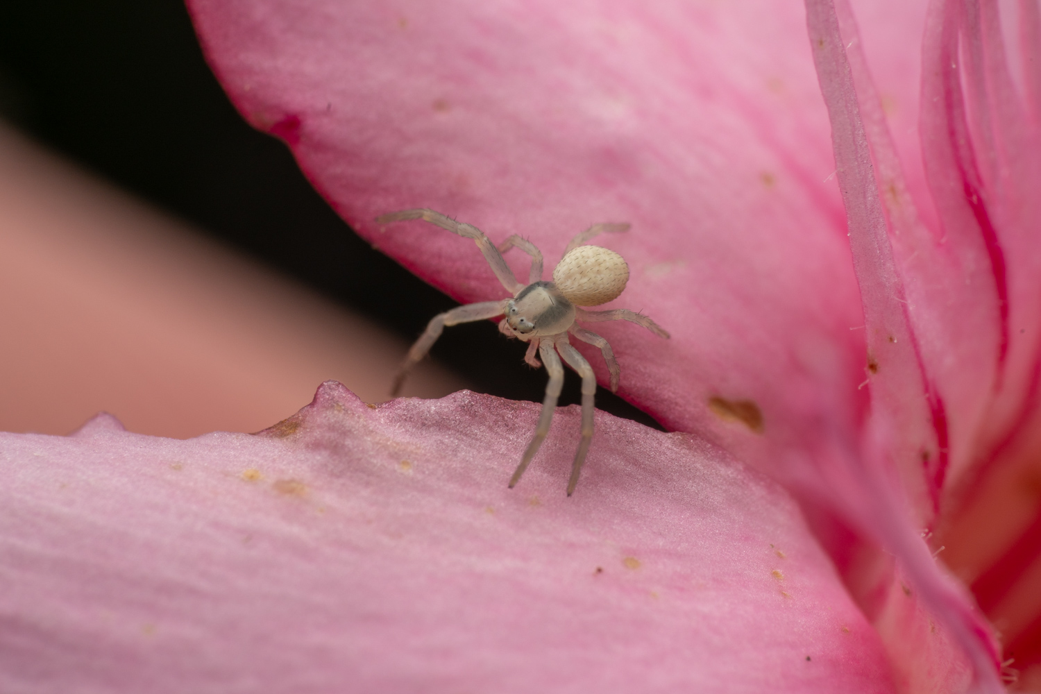 flower crab spider