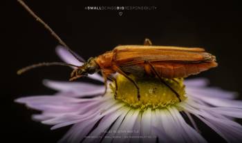 false blister beetle