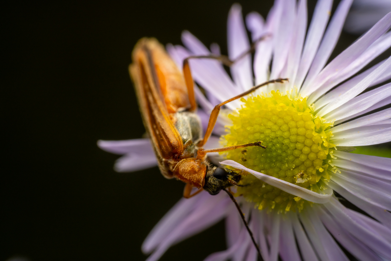 false blister beetle