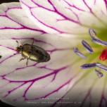 common pollen beetle
