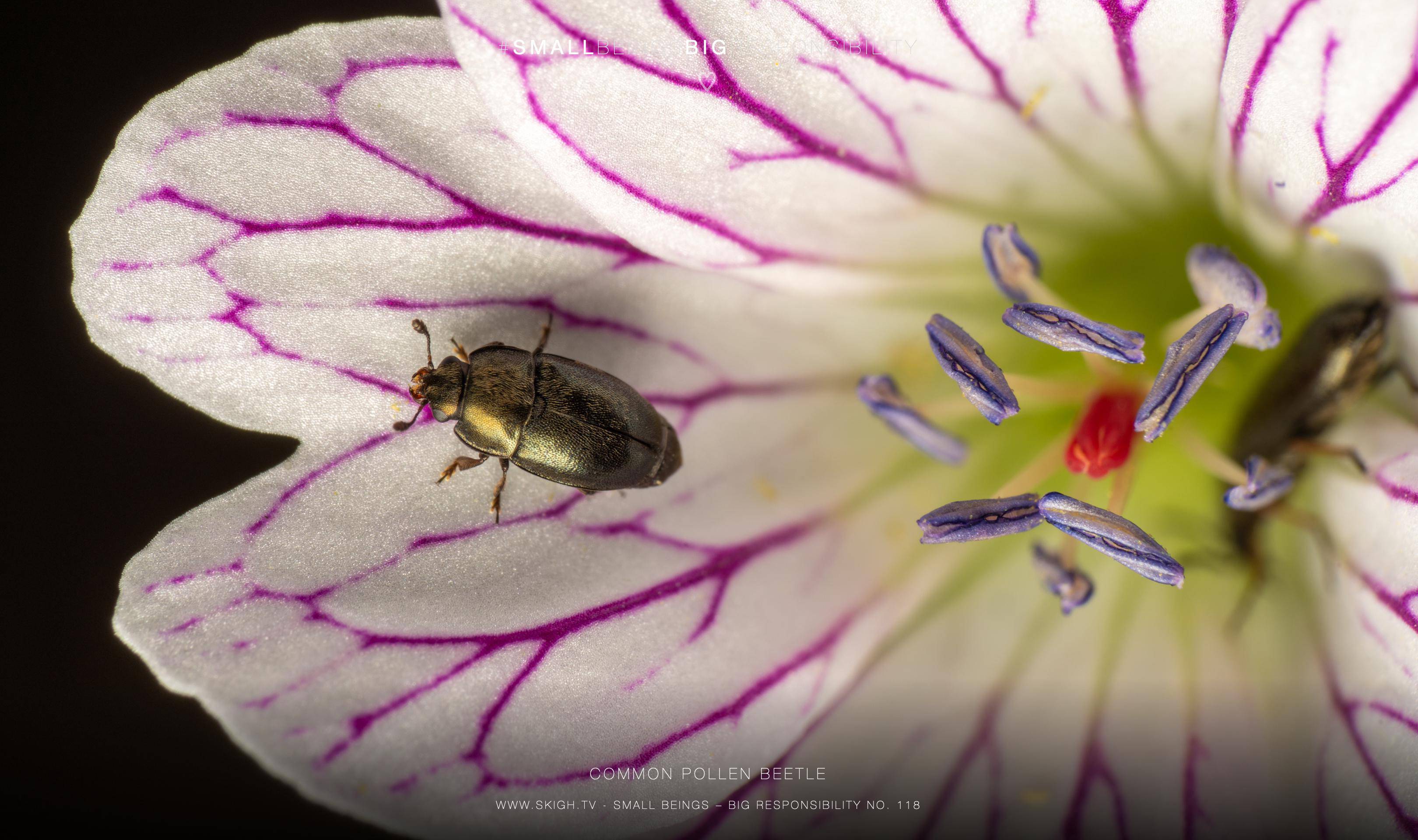 common pollen beetle