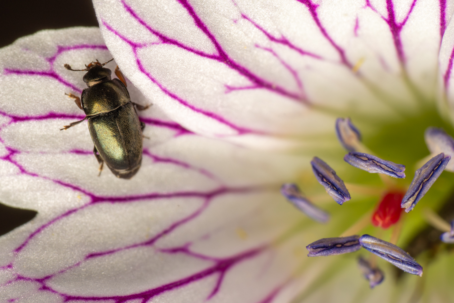 common pollen beetle