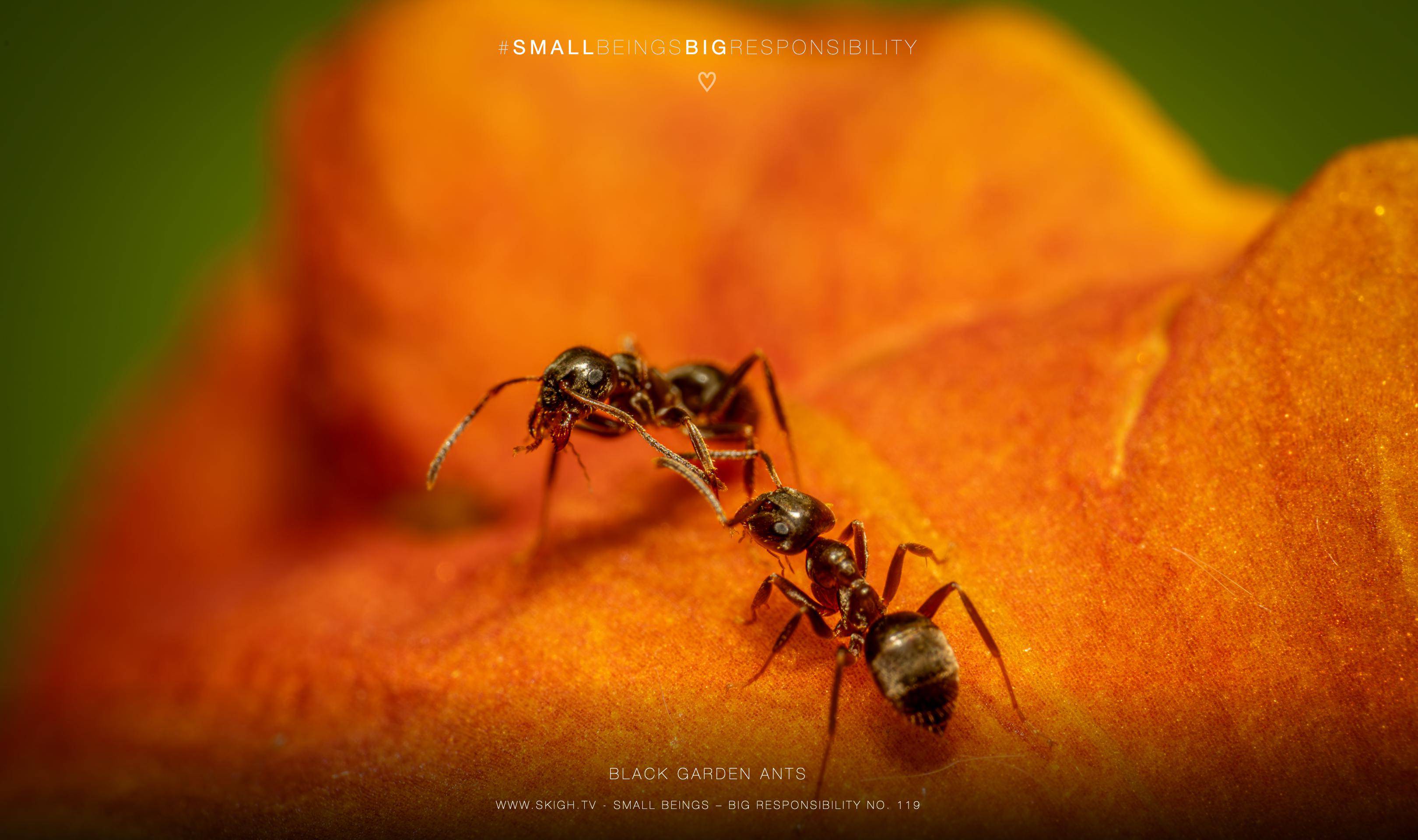 black garden ants | 1/250s * f14 * ISO 400 * 90mm - FE 90mm F2.8 Macro G OSS - Sony α7R V black garden ants