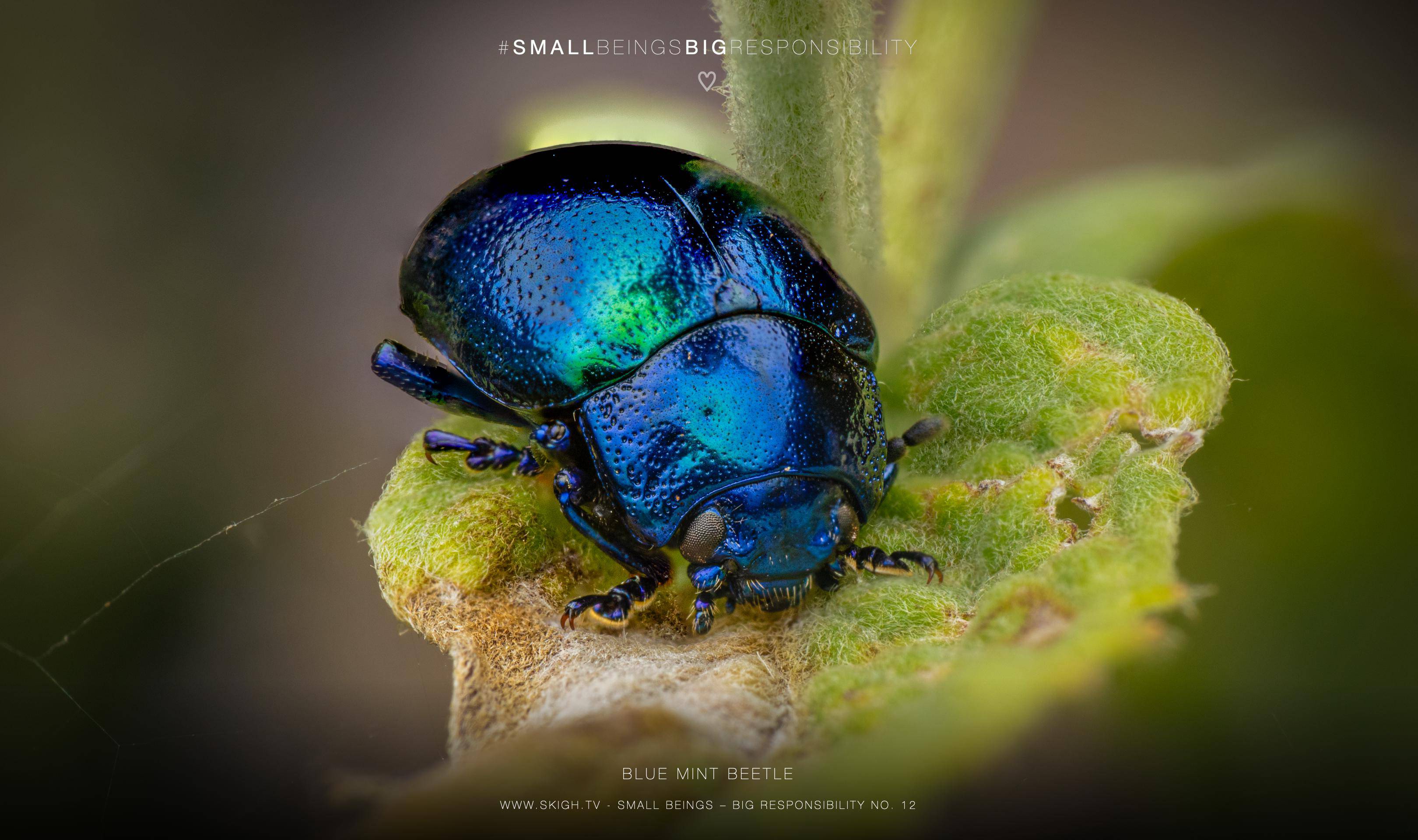 Blue mint beetle