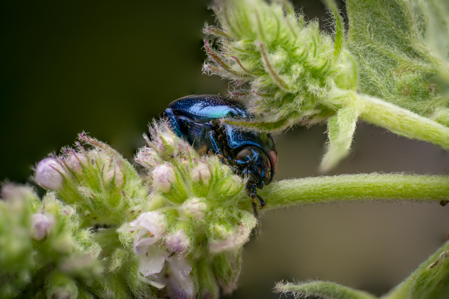 Blue mint beetle