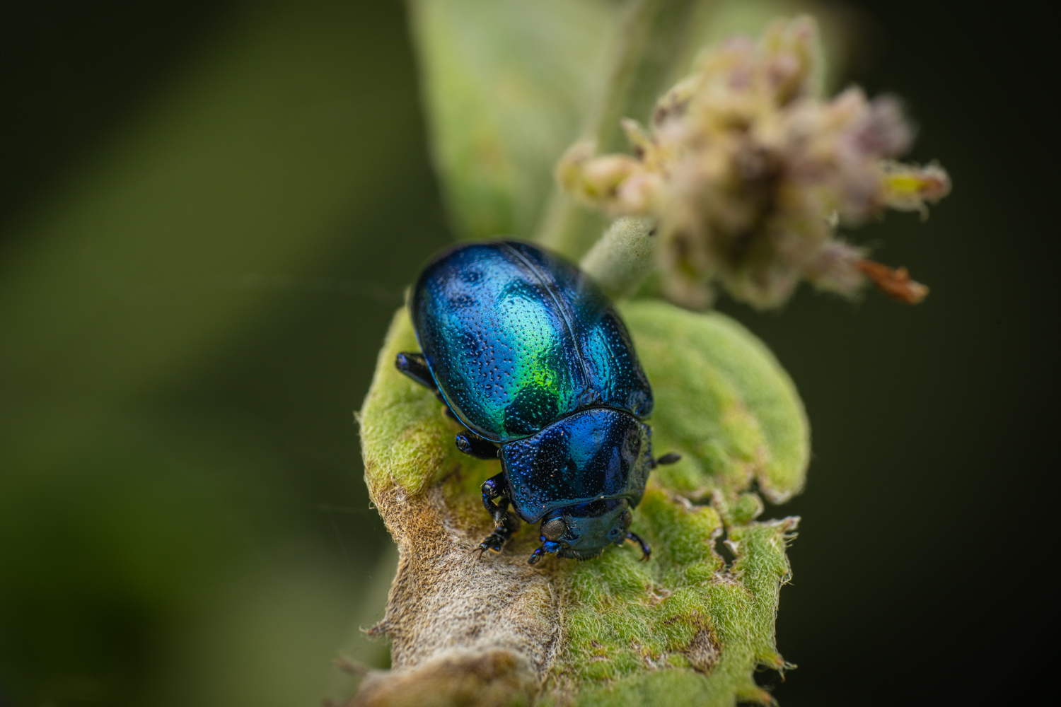 Blue mint beetle