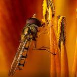 marmalade hoverfly