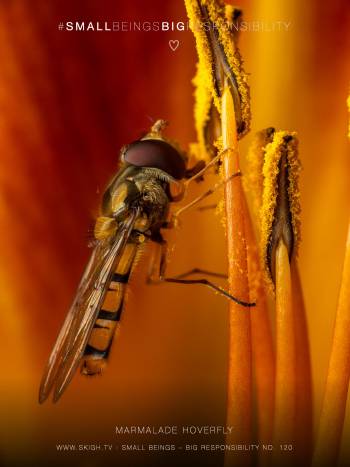 marmalade hoverfly