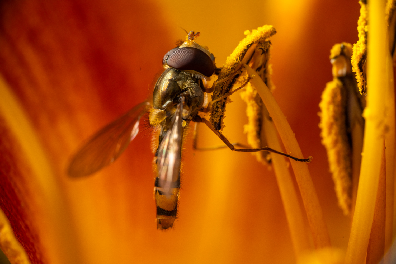 marmalade hoverfly