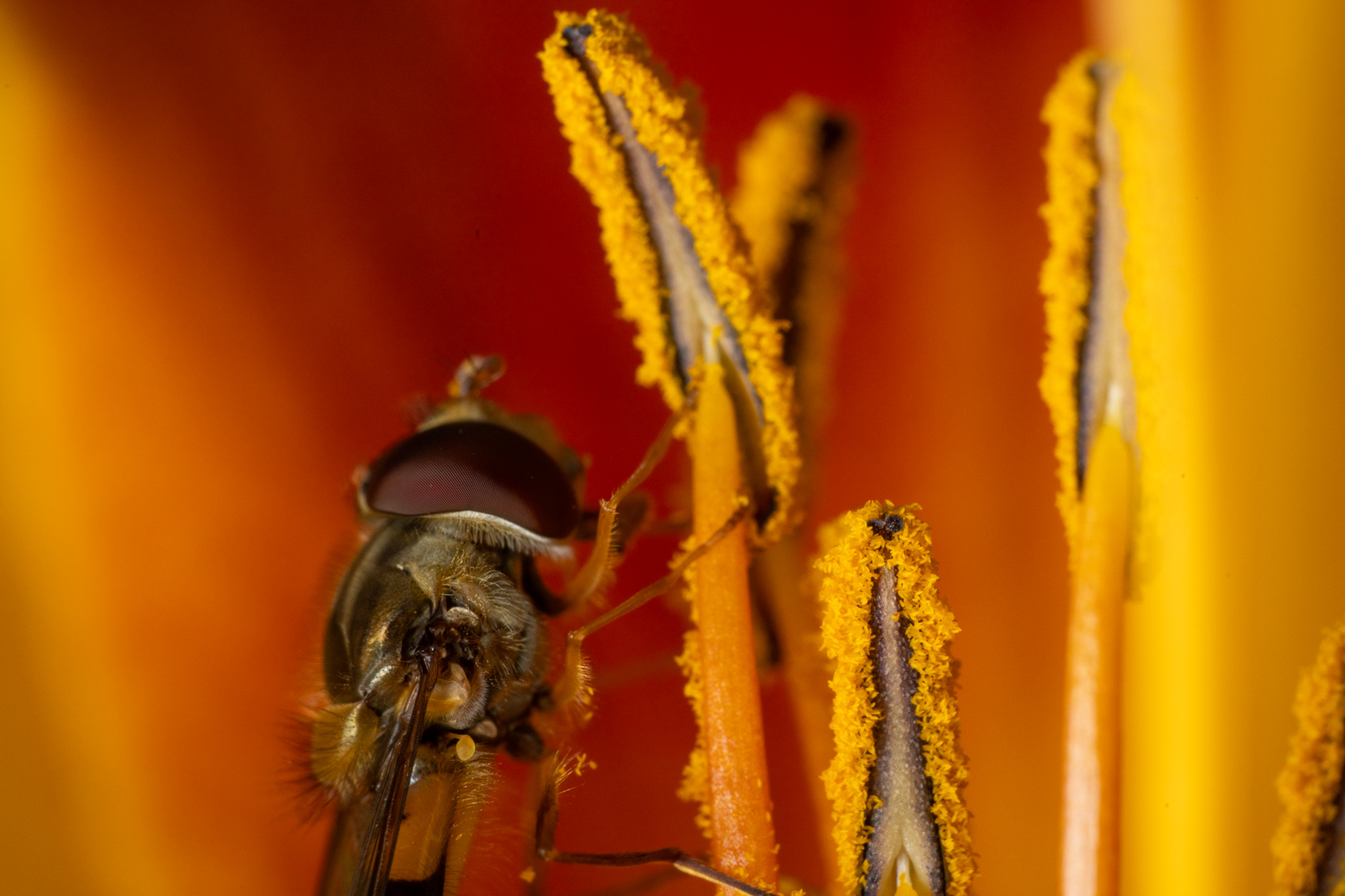 marmalade hoverfly