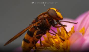 hornet mimic hoverfly