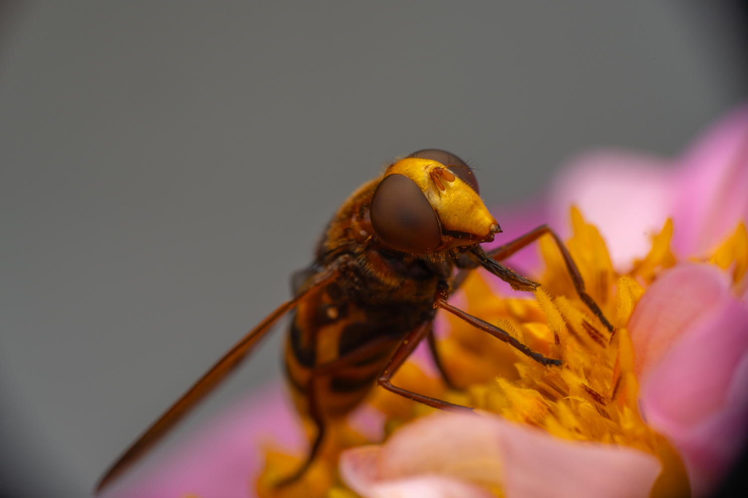 hornet mimic hoverfly