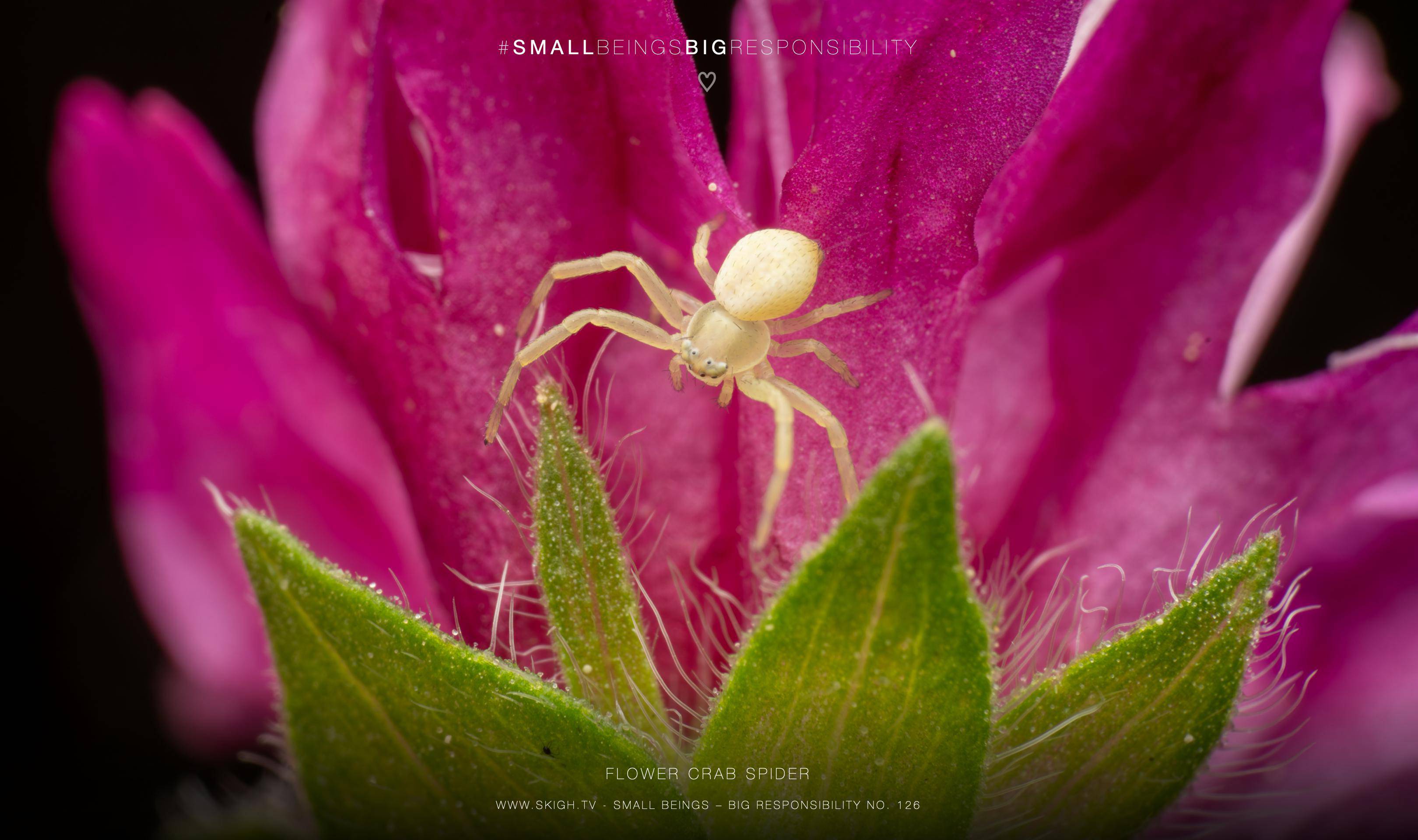flower crab spider