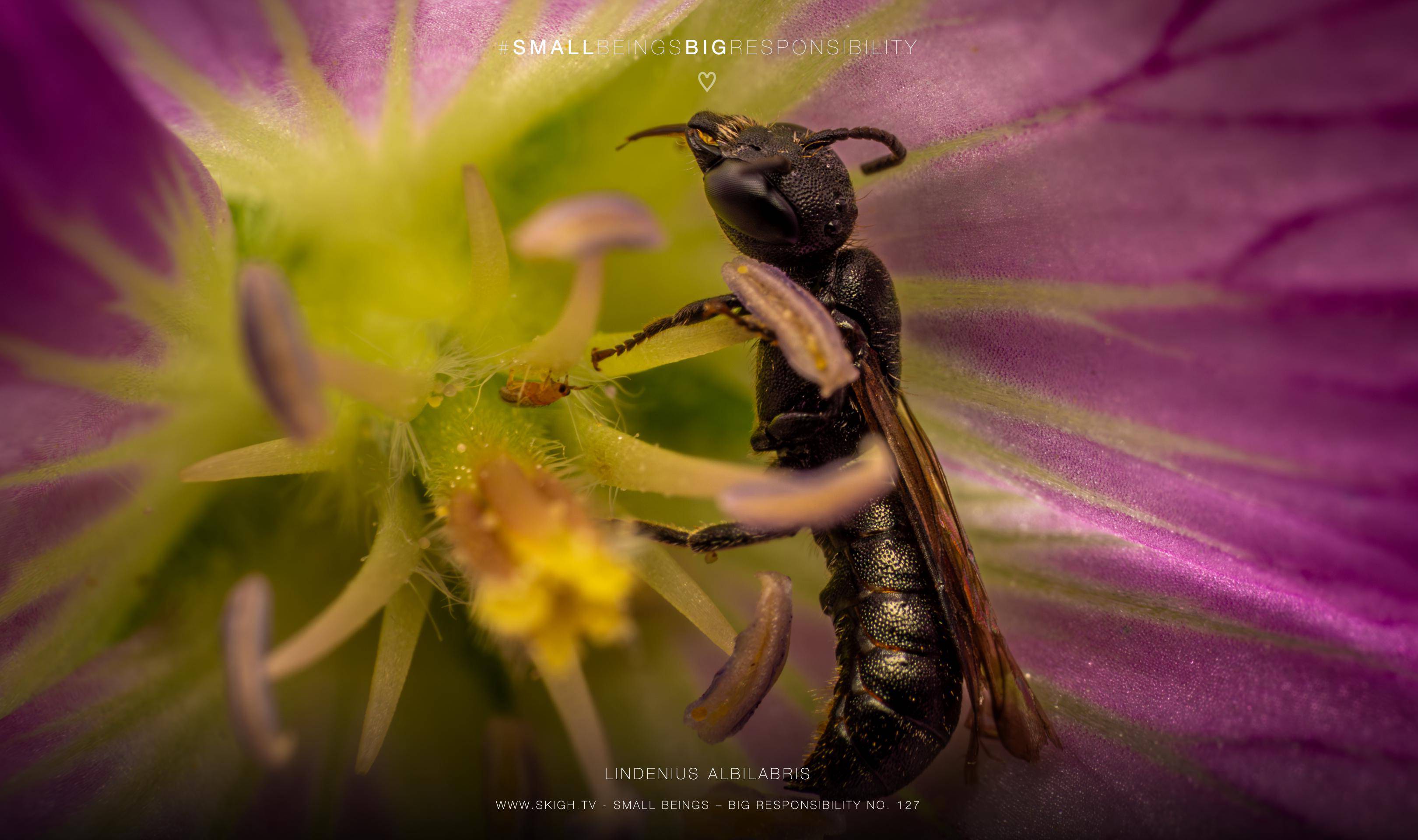 Lindenius albilabris | 1/250s * f14 * ISO 400 * 90mm - FE 90mm F2.8 Macro G OSS - Sony α7R V Lindenius albilabris