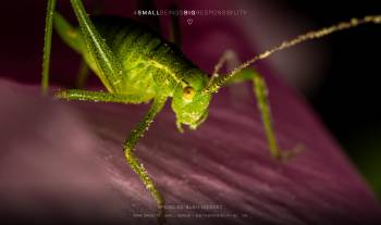 Speckled Bush-cricket