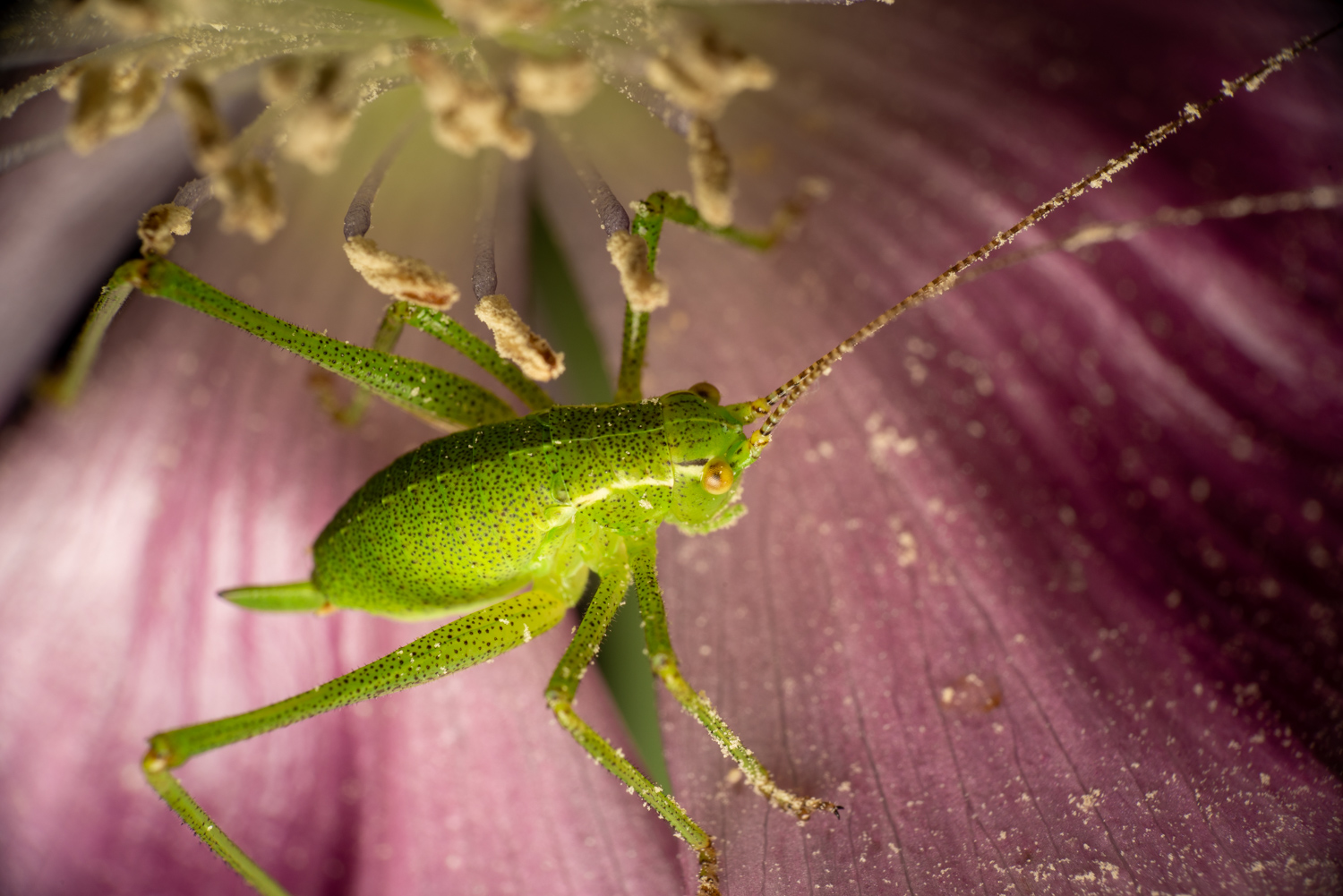 Speckled Bush-cricket