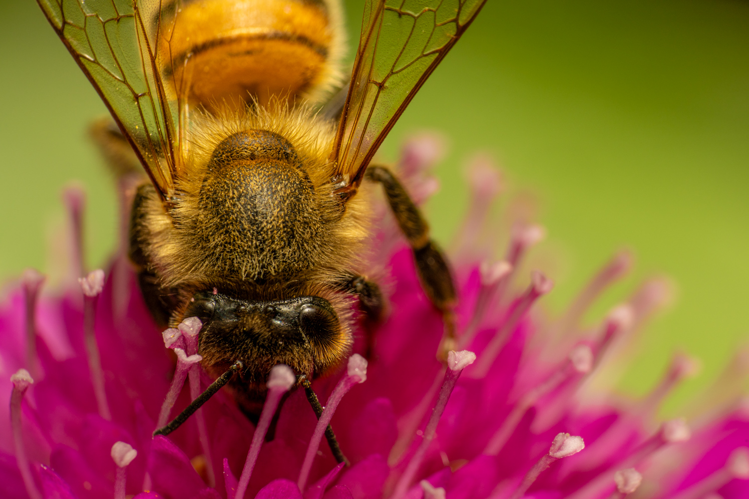 western honey bee