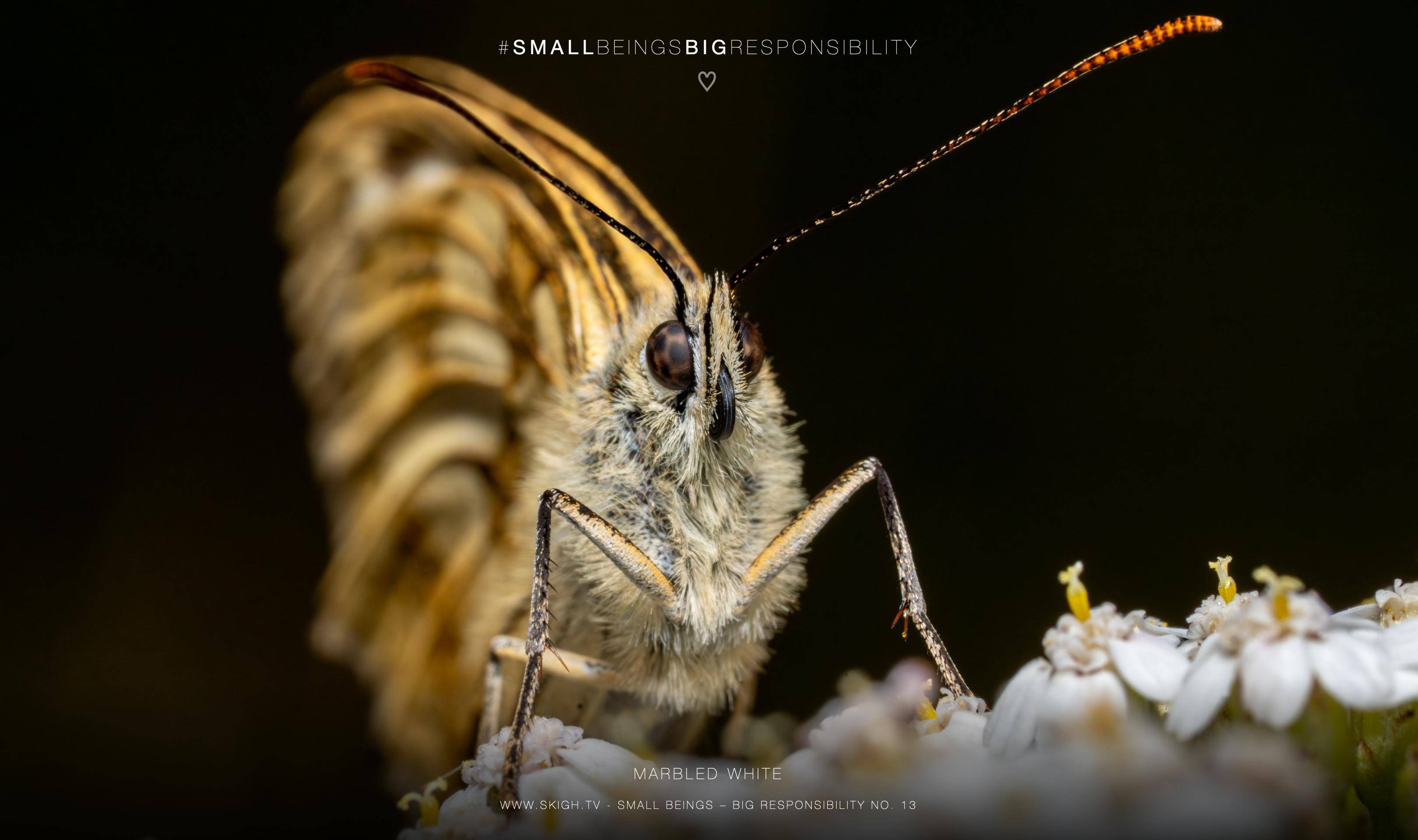 Marbled White | 1/250s * f16 * ISO 400 * 90mm - FE 90mm F2.8 Macro G OSS - Sony α7R V Marbled White