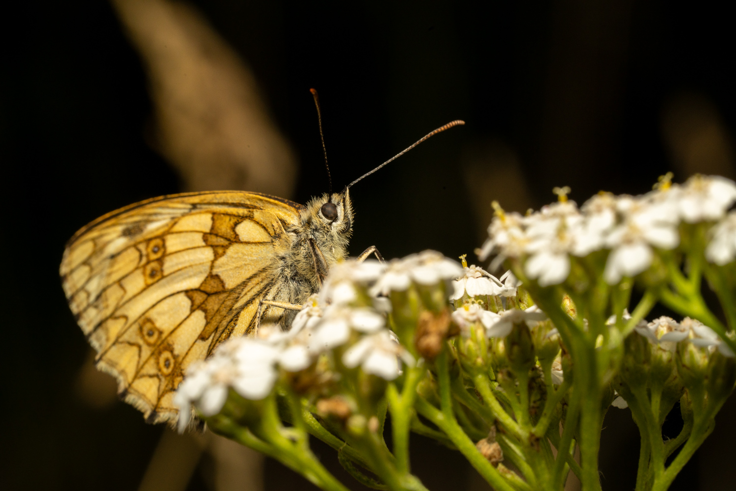 Marbled White