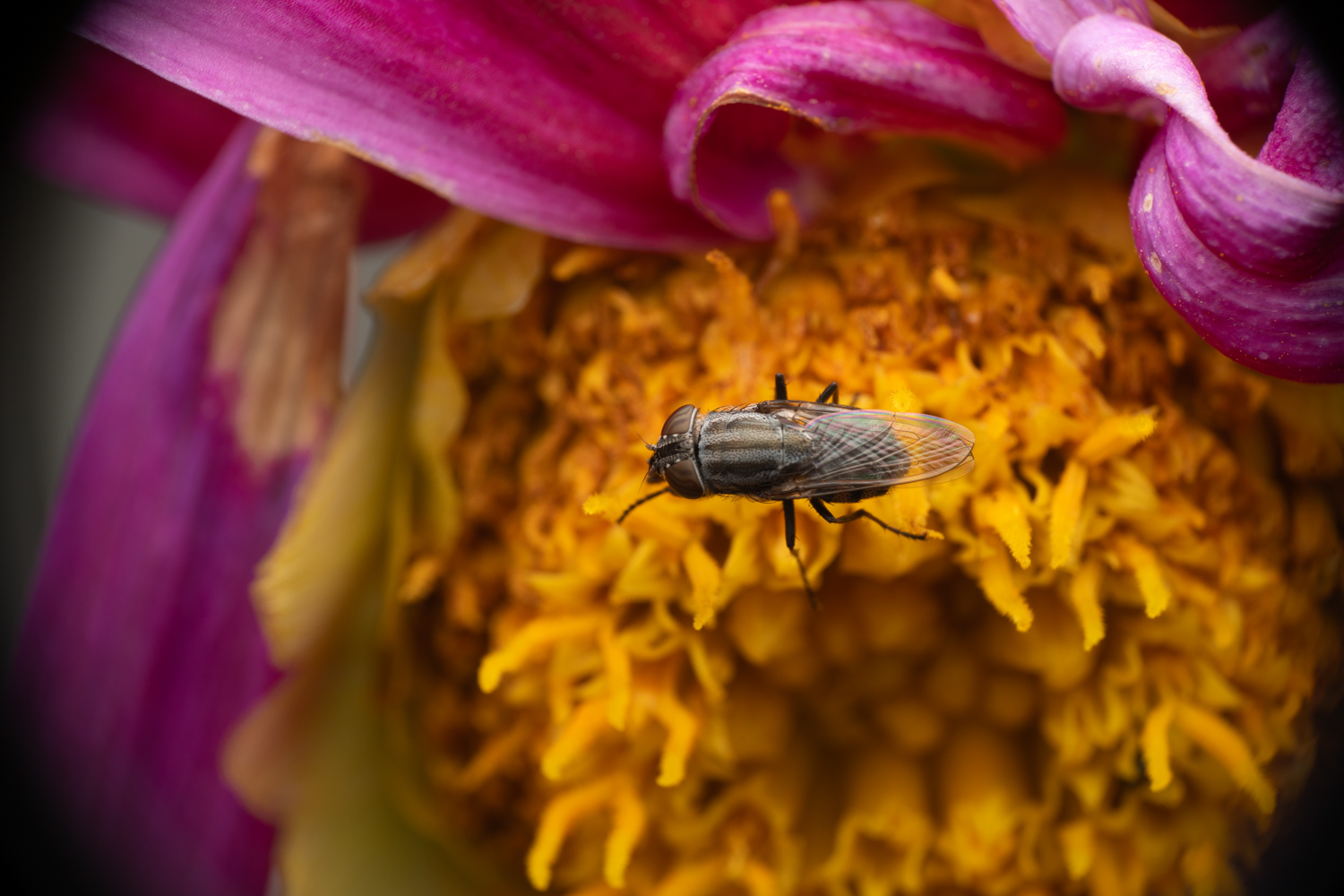 Stomorhina lunata