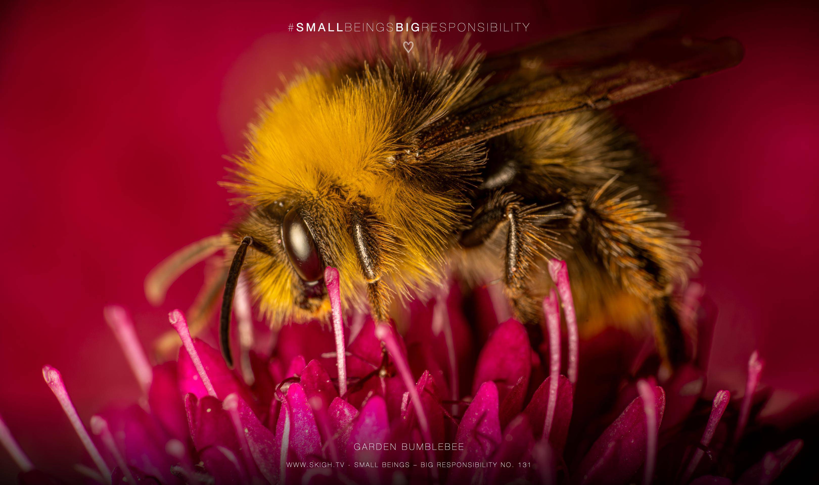 garden bumblebee | 1/250s * f14 * ISO 400 * 90mm - FE 90mm F2.8 Macro G OSS - Sony α7R V garden bumblebee