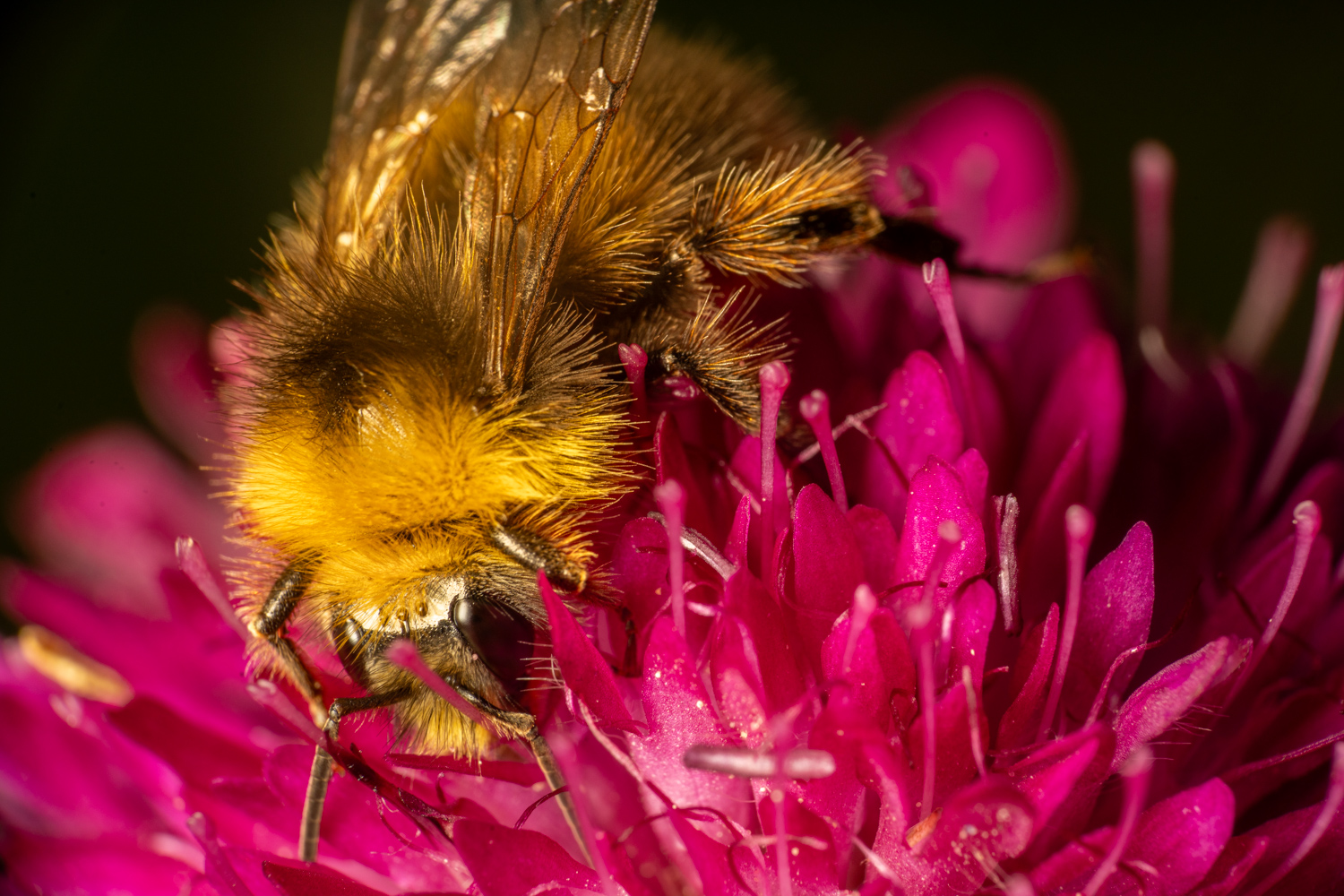 garden bumblebee