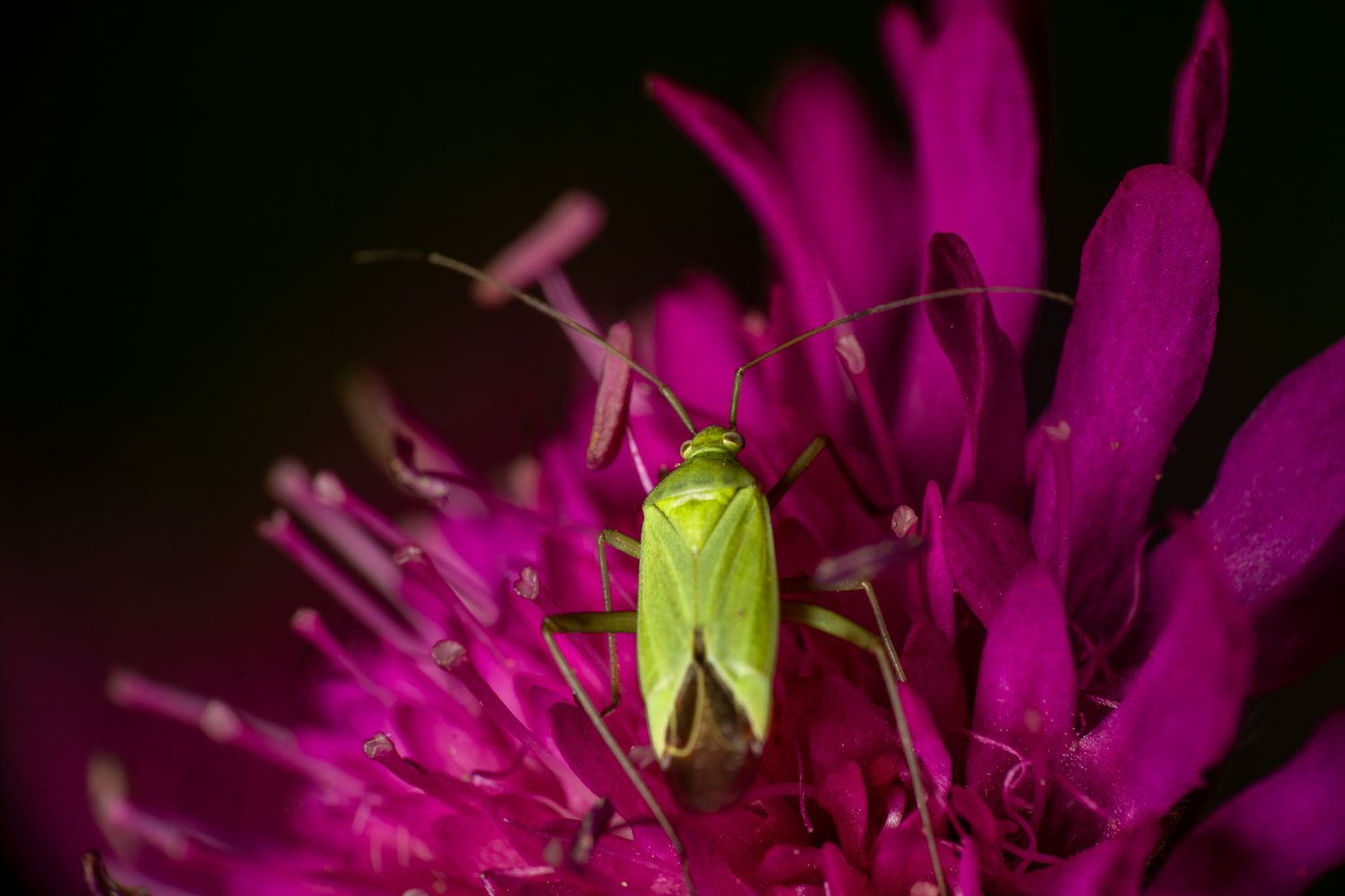 common green capsid