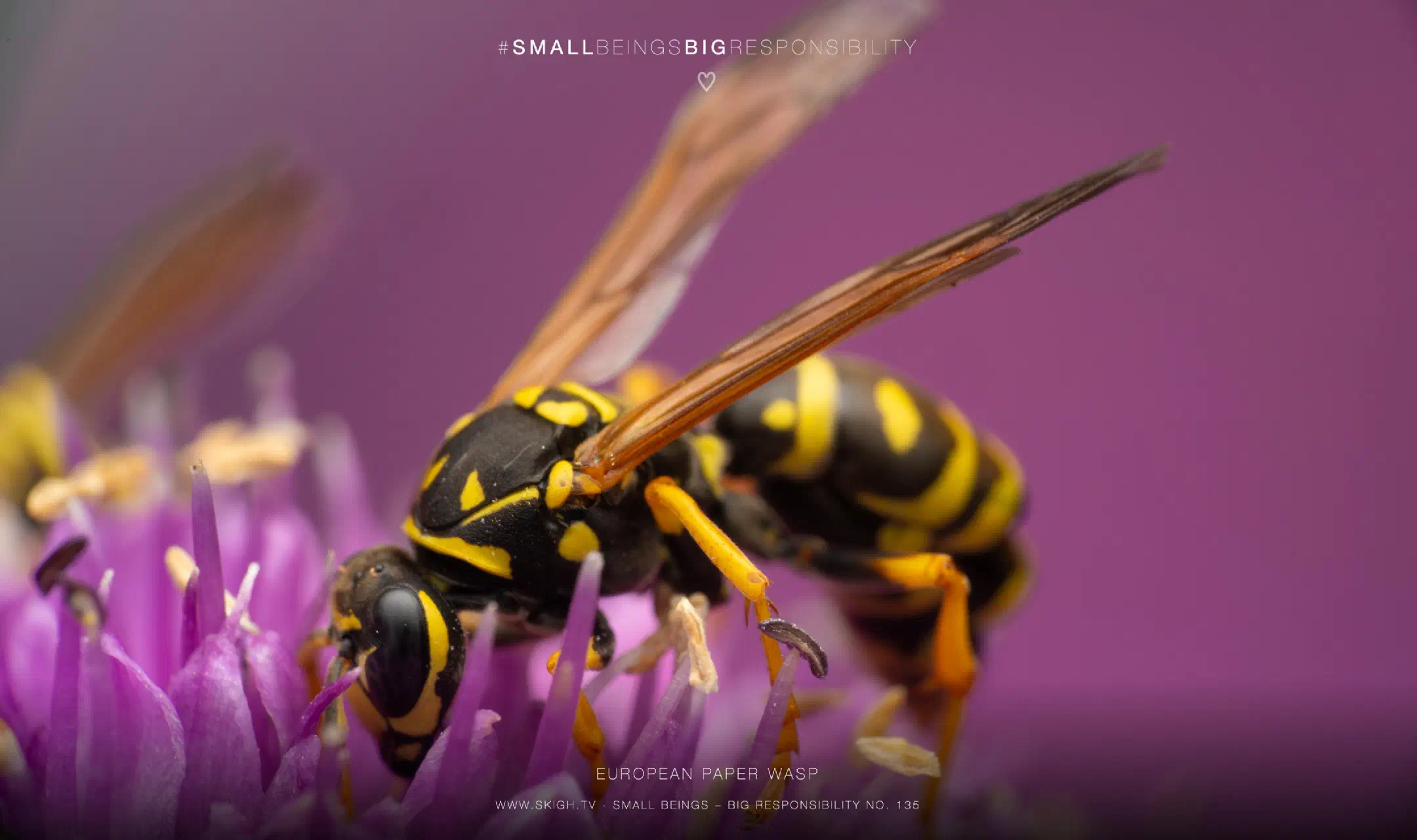 European paper wasp