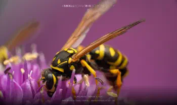 European paper wasp